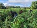 Agricultura