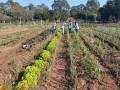 Horticultura