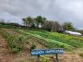Horticultura