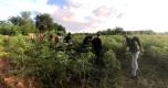 Agricultura