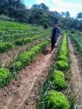 Horticultura