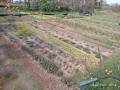 Horticultura